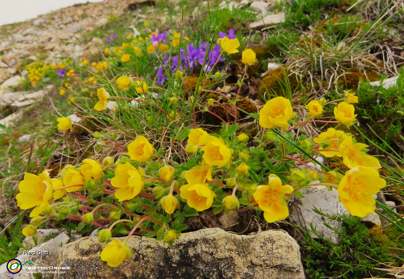 17 Potentilla reptans (Cinquefoglia comune) con Viola dubyana (Viola di Duby).JPG